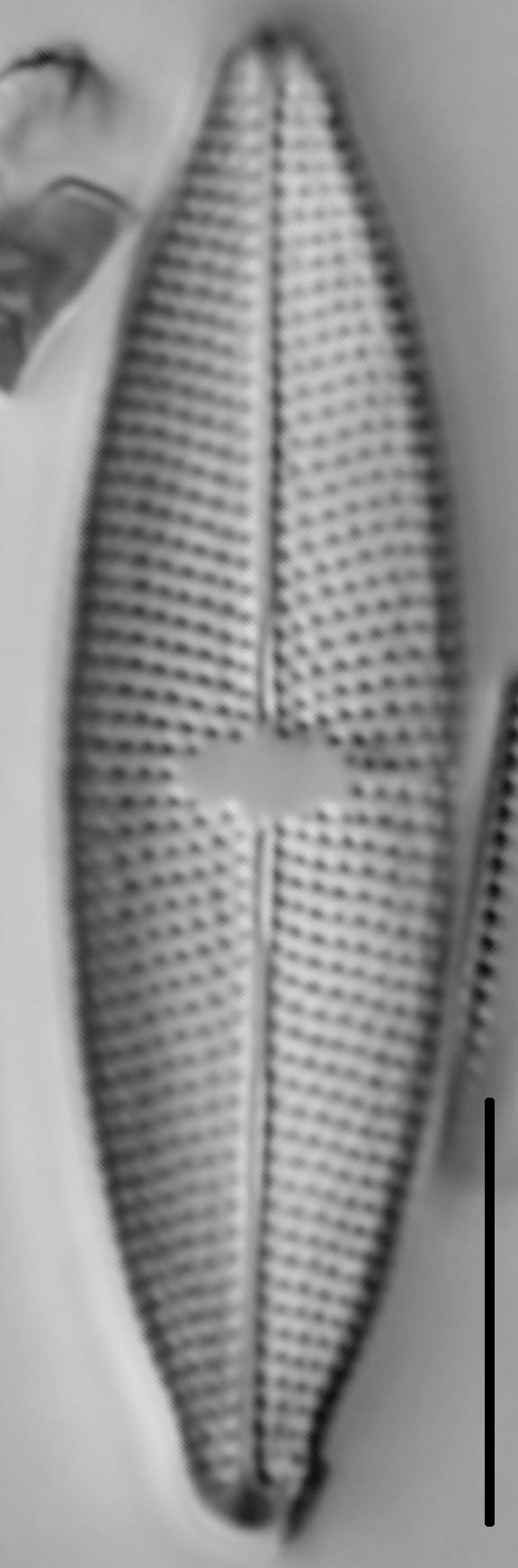 Mastogloia lacustris LM1