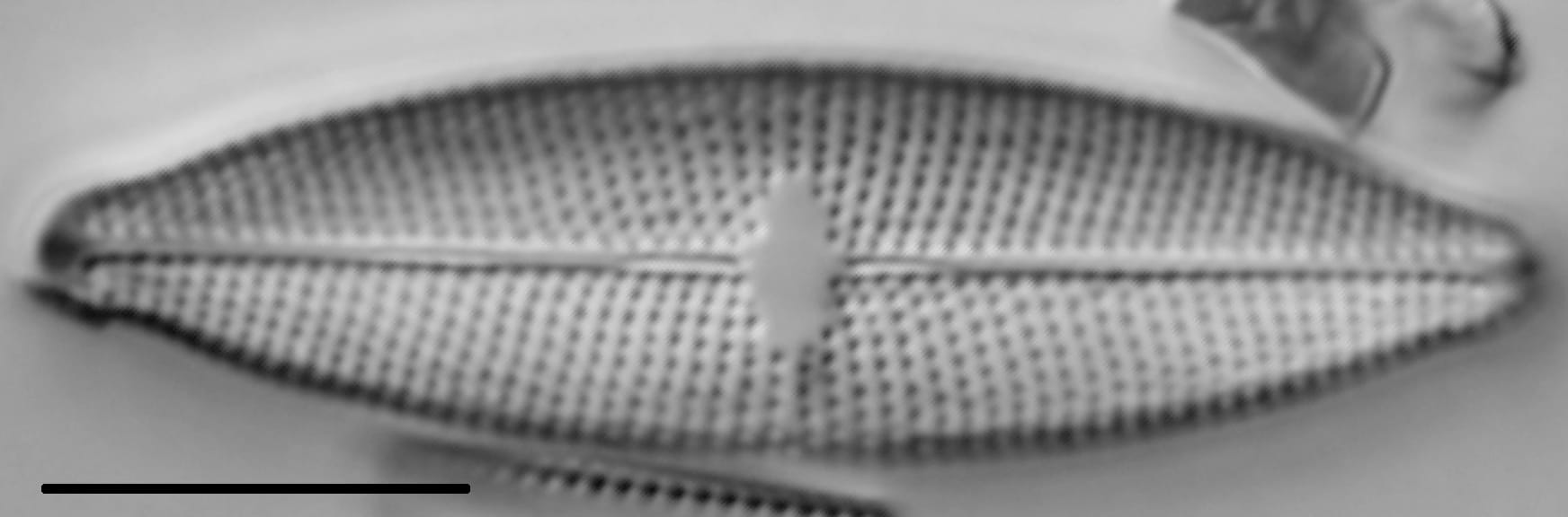 Mastogloia lacustris LM1