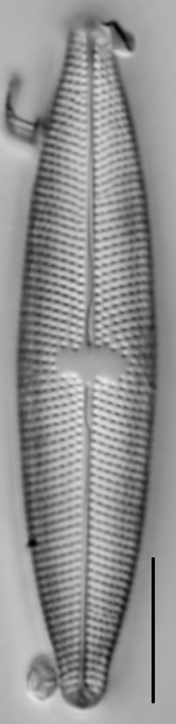 Mastogloia lacustris LM2