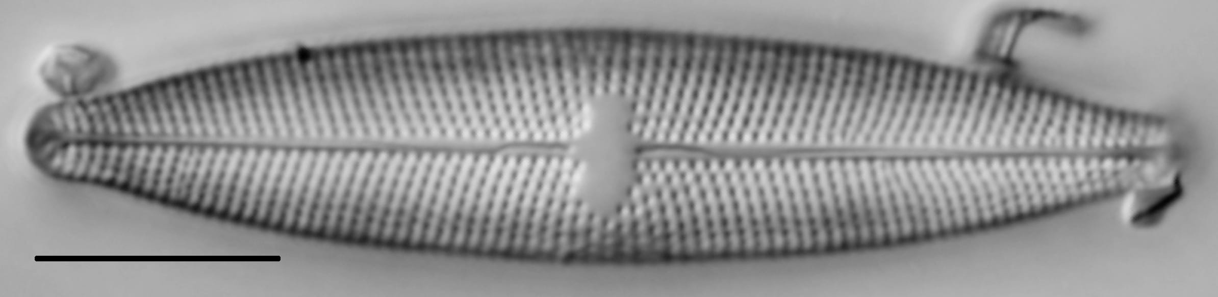 Mastogloia lacustris LM2