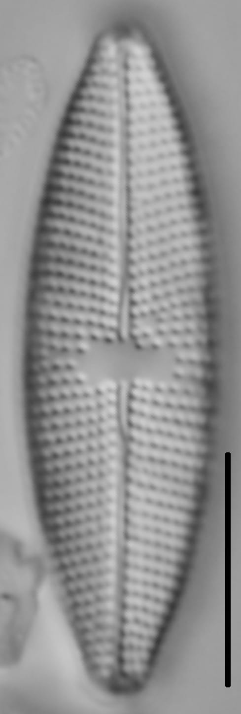 Mastogloia lacustris LM3