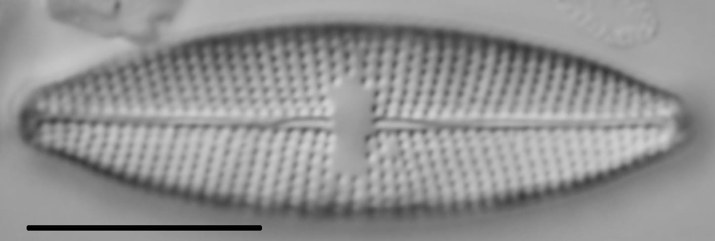 Mastogloia lacustris LM3