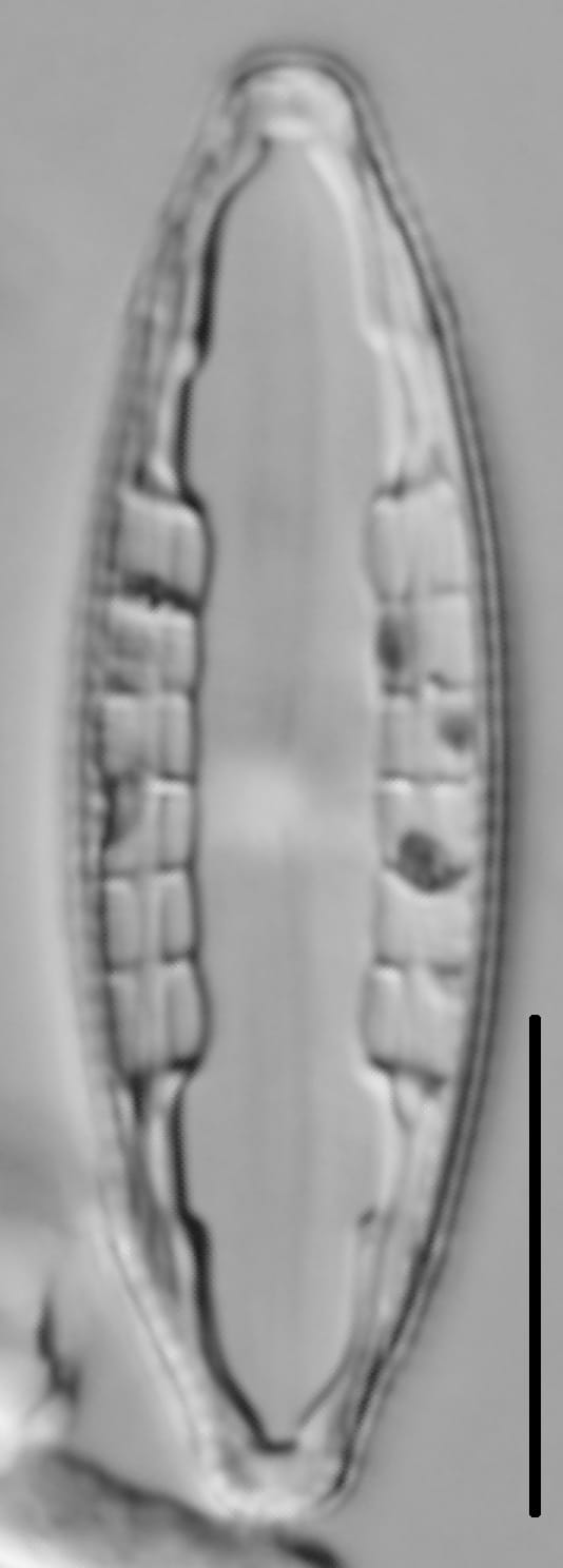 Mastogloia lacustris LM4