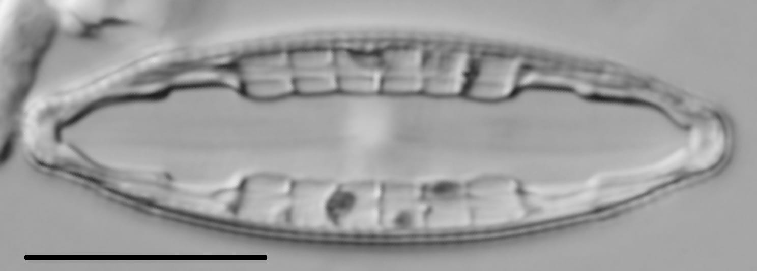 Mastogloia lacustris LM4