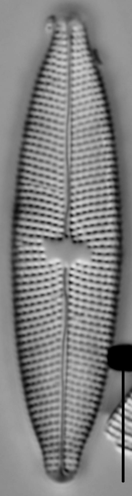 Mastogloia lacustris LM5