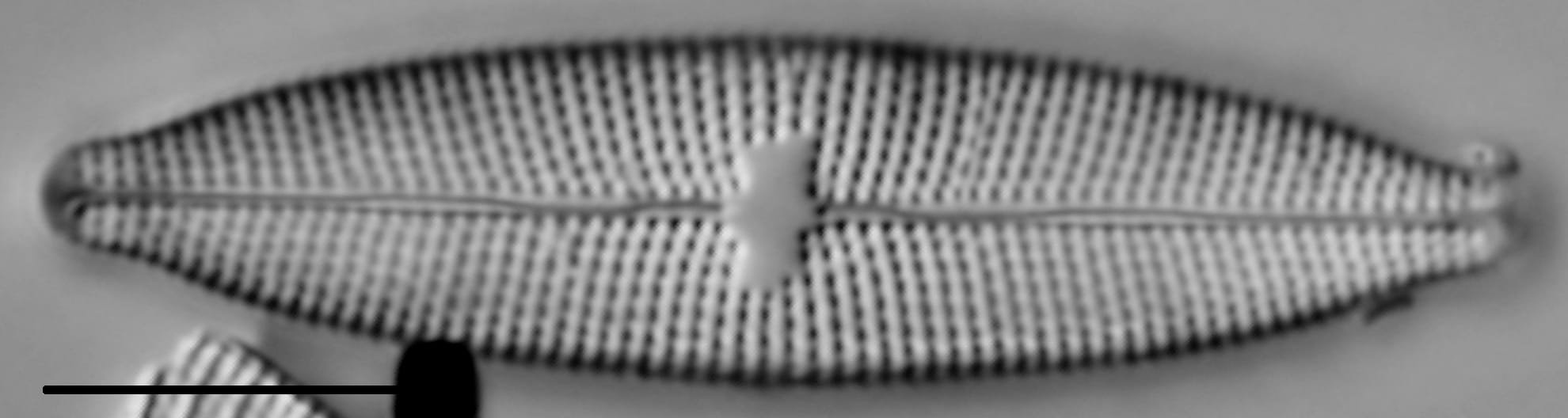 Mastogloia lacustris LM5