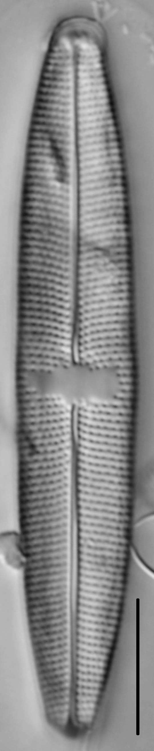 Mastogloia lacustris LM6