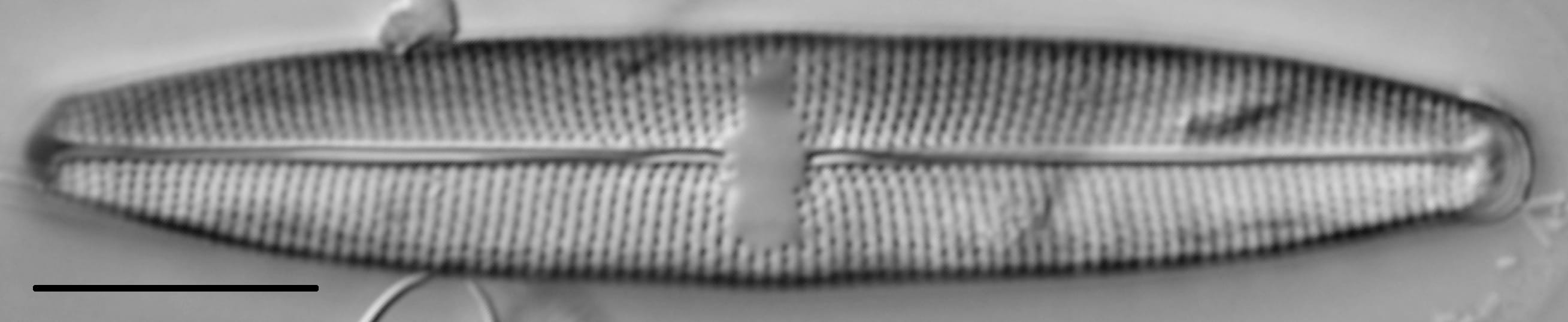 Mastogloia lacustris LM6