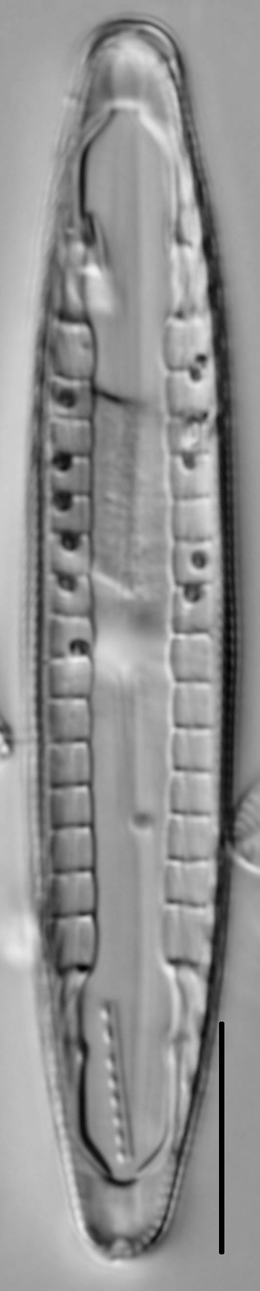 Mastogloia lacustris LM7