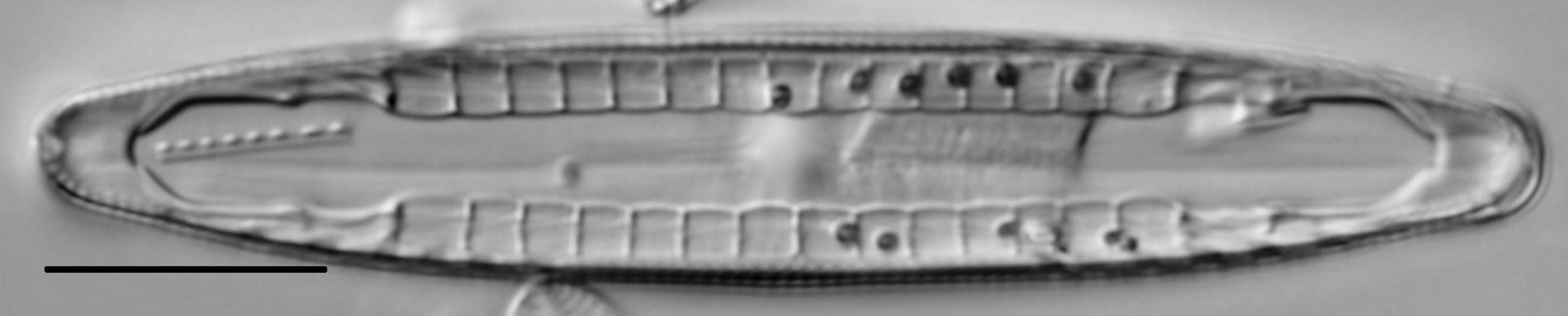 Mastogloia lacustris LM7