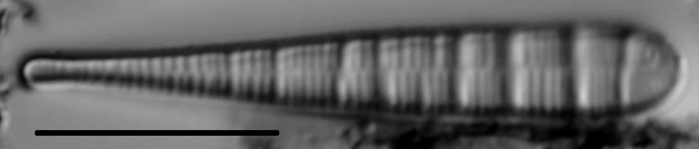 Meridion circulare LM1