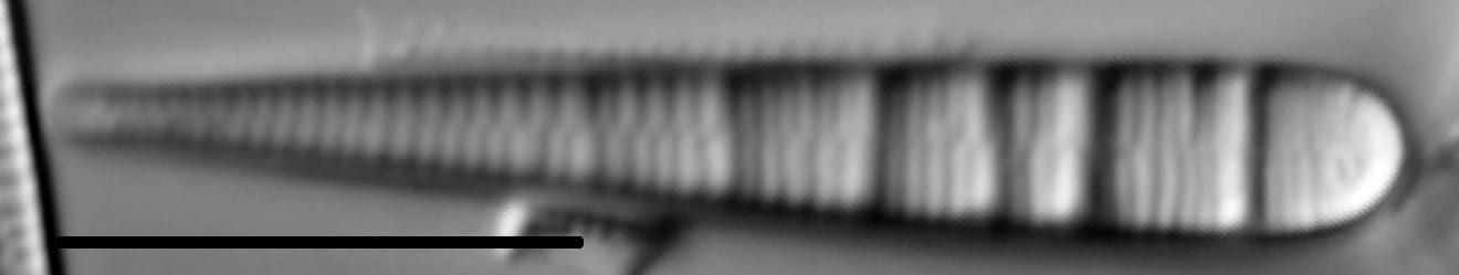 Meridion circulare LM6