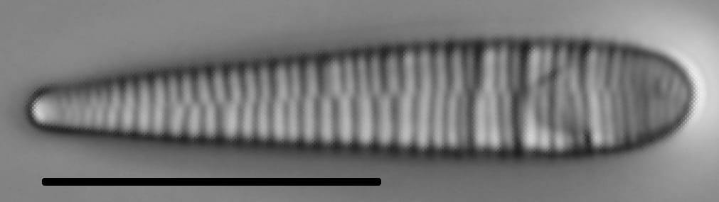 Meridion circulare LM5