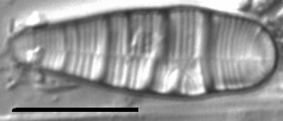 Mini Constrictum Edit