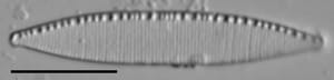 Nitzschia minuta LM1