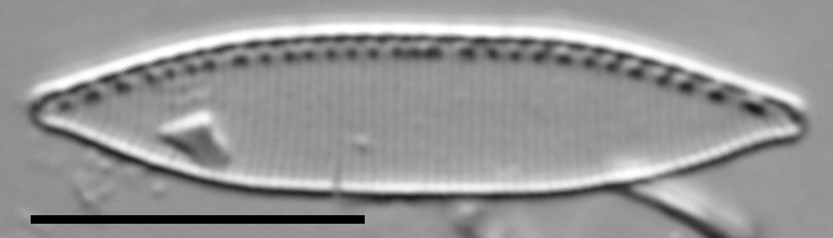 Nitzschia minuta LM2