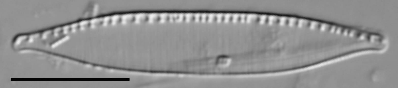 Nitzschia minuta LM3