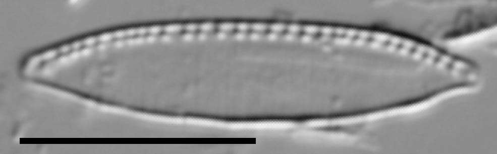 Nitzschia minuta LM5