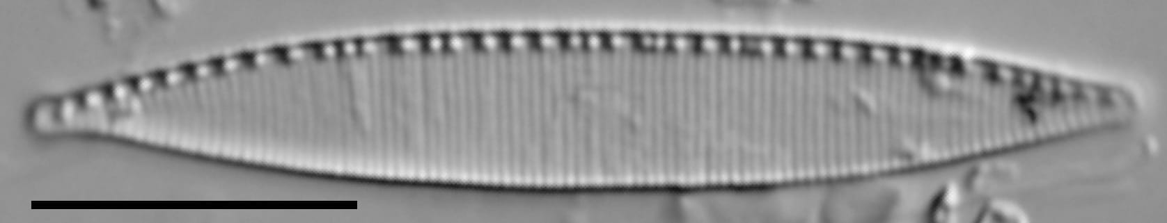 Nitzschia minuta LM6