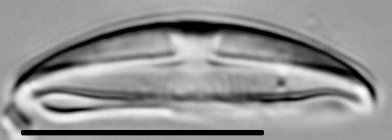 Halamphora montana LM6