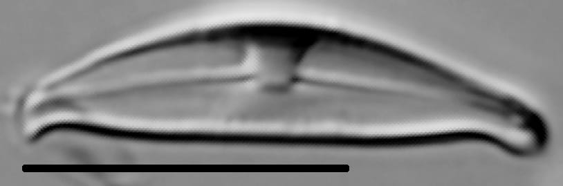 Halamphora montana LM5