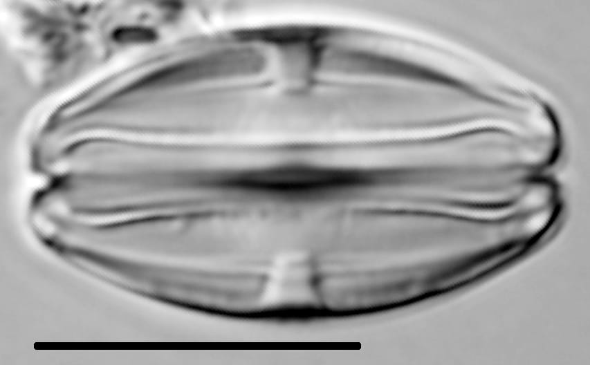 Halamphora montana LM4