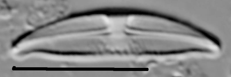 Halamphora montana LM3