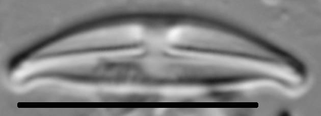 Halamphora montana LM2