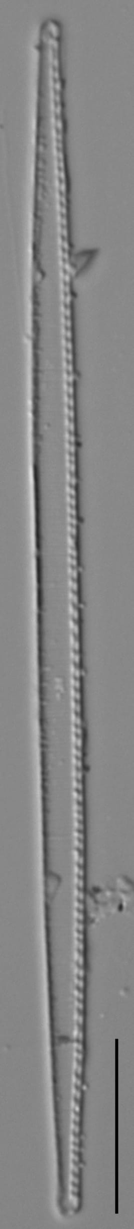 Nitzschia gracilis LM6