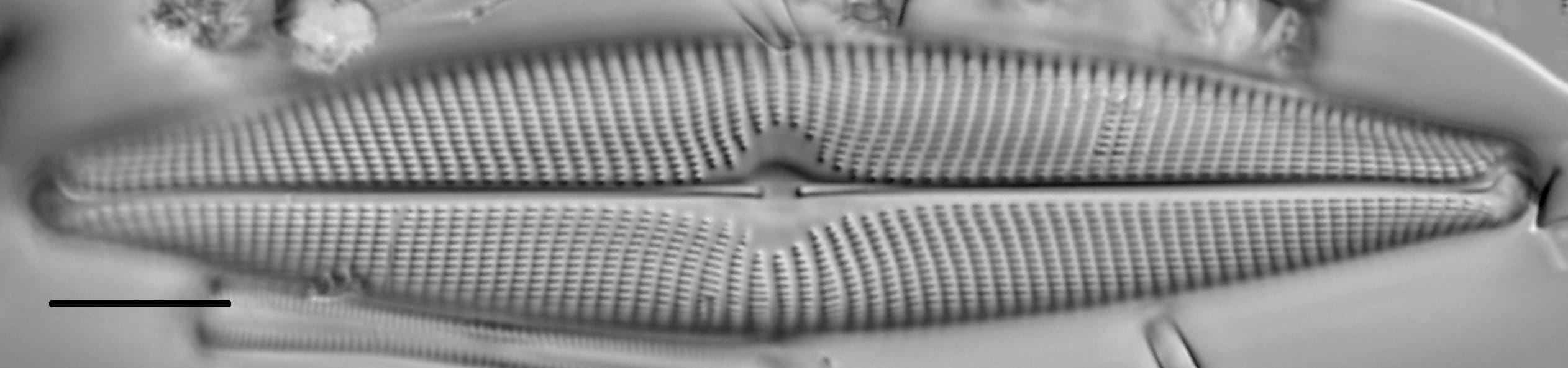 Navicula vulpina LM4