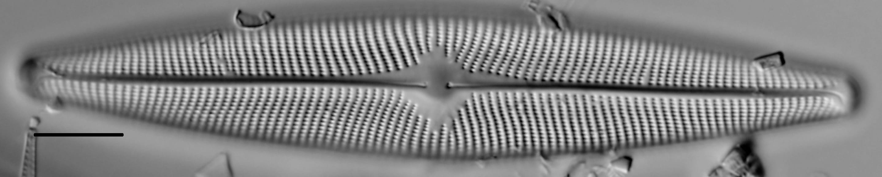 Navicula vulpina LM3