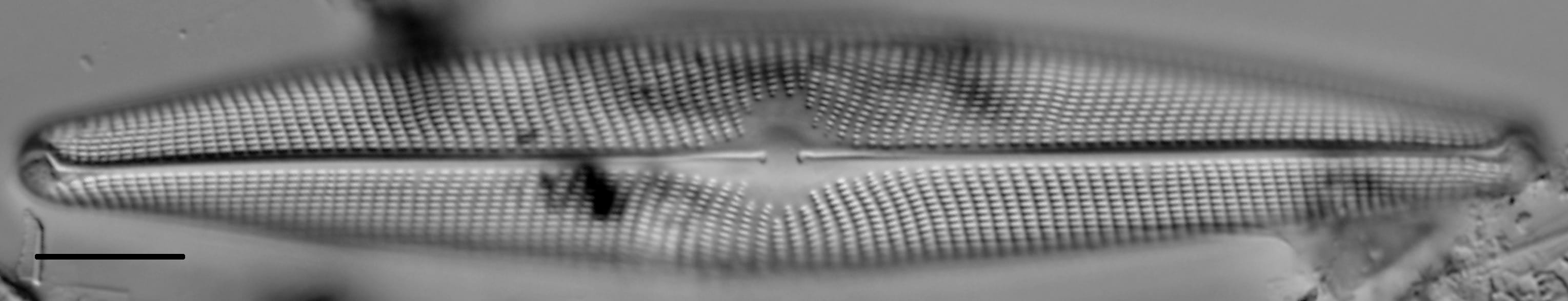 Navicula vulpina LM2