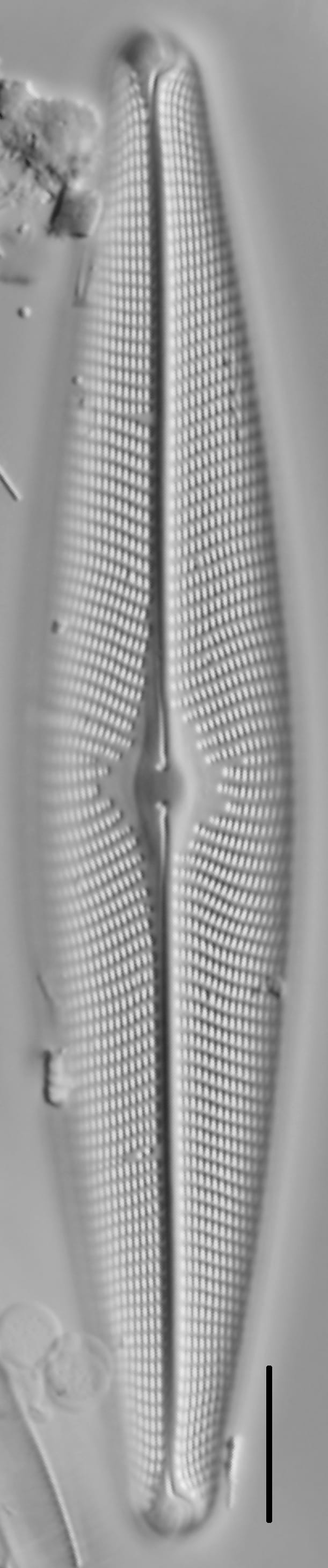 Navicula vulpina LM1