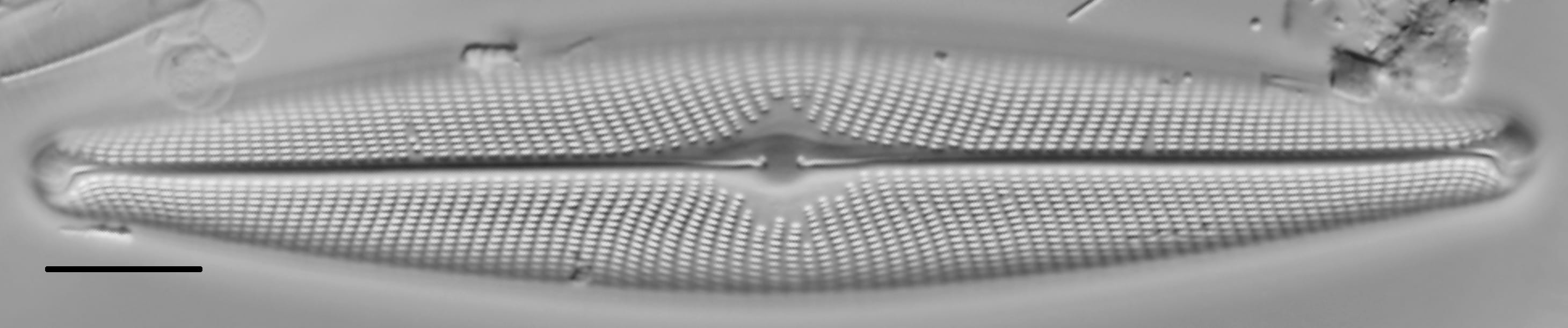 Navicula vulpina LM1