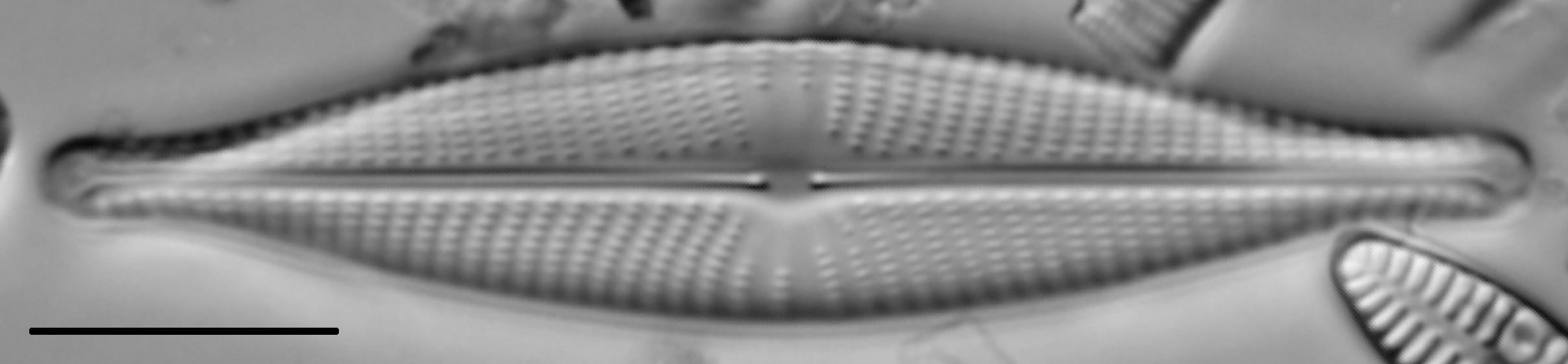 Navicula rhynchocephala LM4