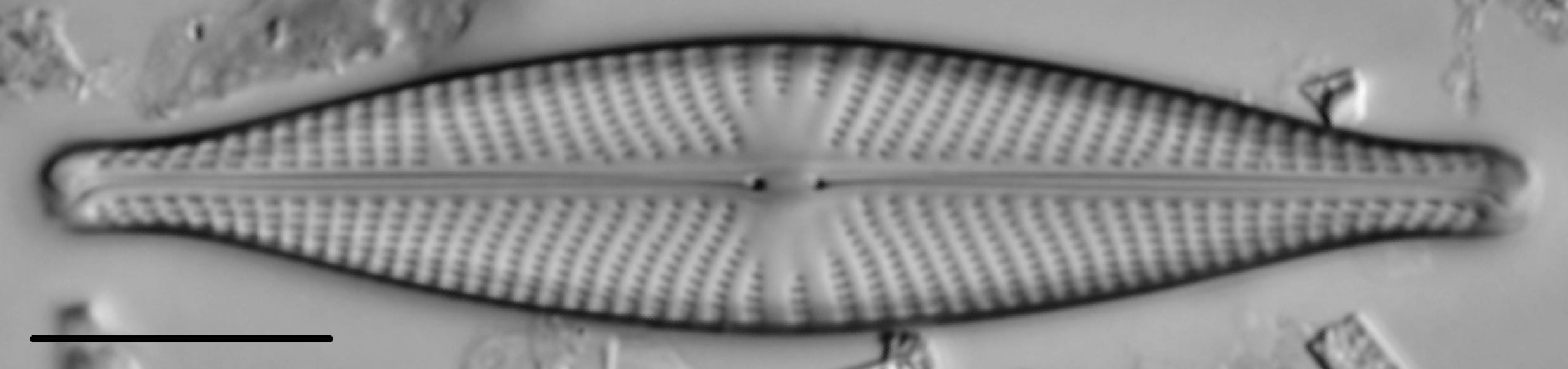 Navicula rhynchocephala LM3