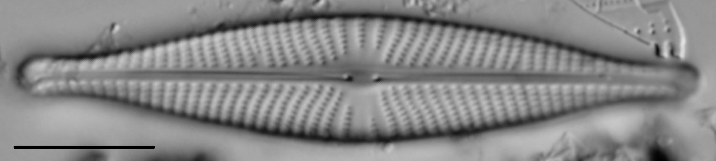 Navicula rhynchocephala LM1