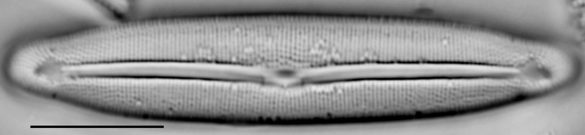 Frustulia neomundana LM4