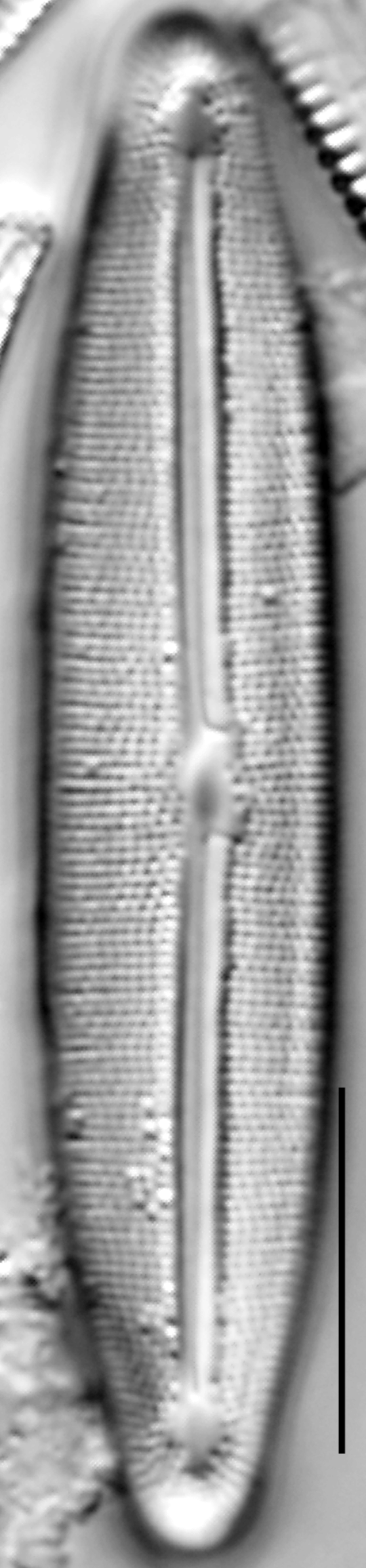 Frustulia neomundana LM3