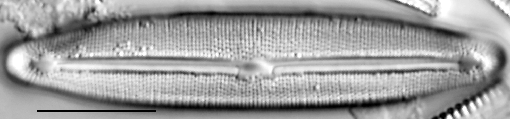 Frustulia neomundana LM3