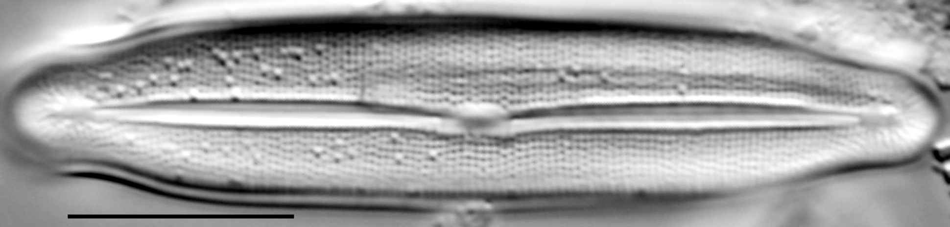 Frustulia neomundana LM2