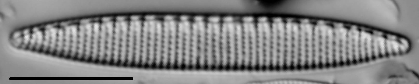 Nitzschia amphibia LM5