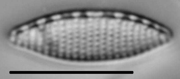 Nitzschia amphibia LM4