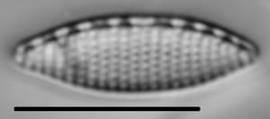 Nitzschia amphibia LM4