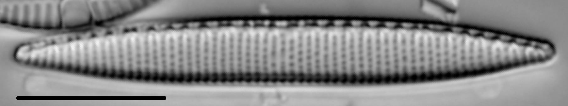 Nitzschia amphibia LM3