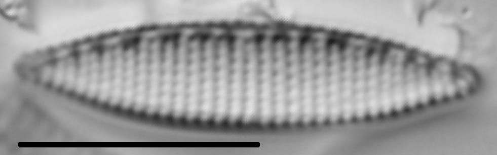 Nitzschia amphibia LM1