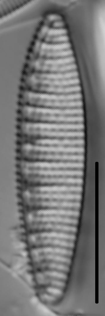 Nitzschia denticula LM3