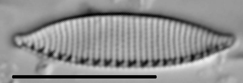 Nitzschia desertorum LM5