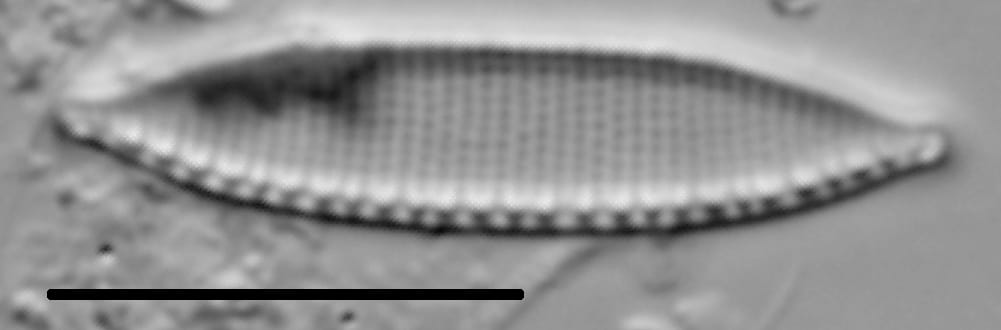 Nitzschia desertorum LM3