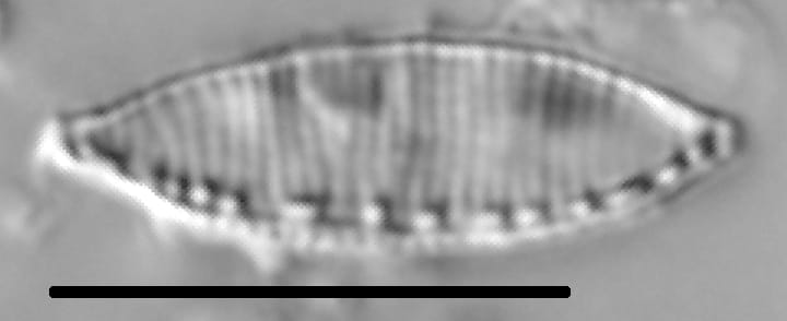Nitzschia desertorum LM1